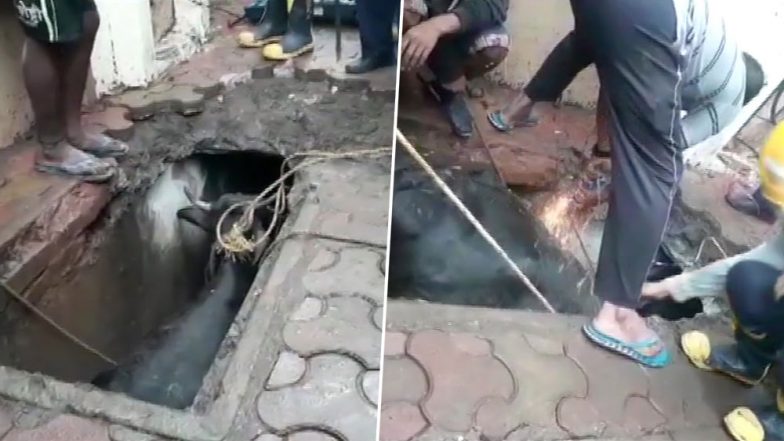 मुंबई: कांदिवली मध्ये गाय पडली गटरात; अग्निशमन दलाच्या जवानांनी केली सुटका