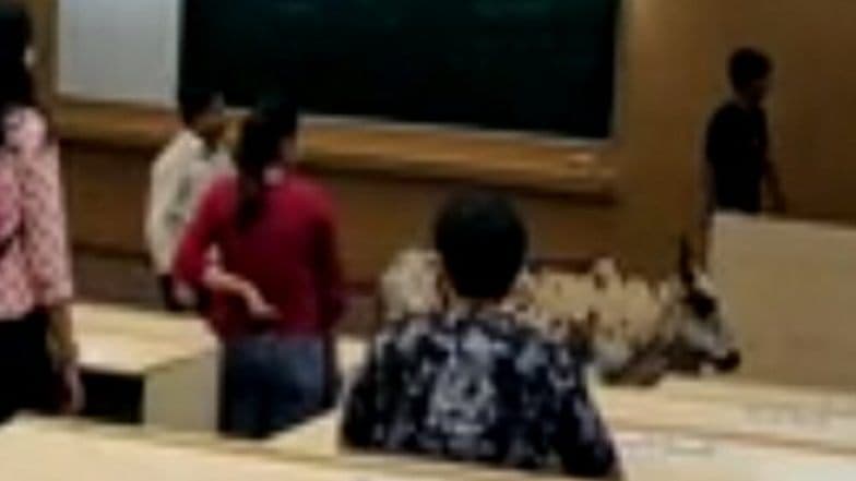 IIT Bombay च्या वर्गात घुसला बैल, शिक्षक आणि विद्यार्थ्यांमध्ये भीतीचे वातावरण; प्रशासन अजूनही शांतच (Video) IIT Bombay च्या वर्गात घुसला बैल, शिक्षक आणि विद्यार्थ्यांमध्ये भीतीचे वातावरण; प्रशासन अजूनही शांतच (Video)