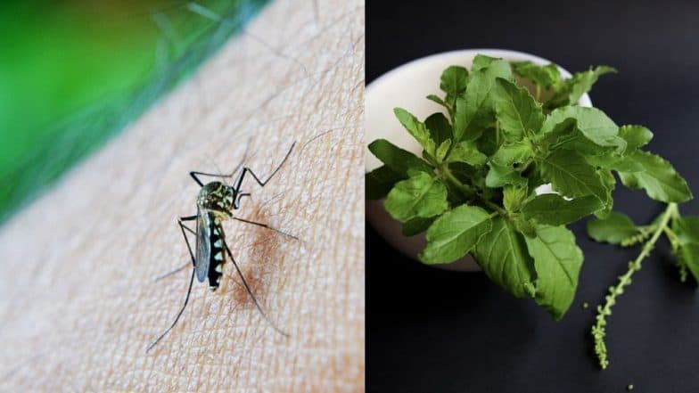 Monsoon Tips: पावसाळ्यात डासांचा त्रास दूर करण्यासाठी घरात ही 5 झाडं लावणं ठरेल फायदेशीर Monsoon Tips: पावसाळ्यात डासांचा त्रास दूर करण्यासाठी घरात ही 5 झाडं लावणं ठरेल फायदेशीर