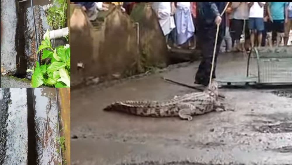 चिपळूण शहरात पुराच्या पाण्यातून वाहत आली मगर, नागरिकांची उडाली तारांबळ; वन अधिकाऱ्यांच्या प्रसंगावधानाने टळली मोठी हानी (Video) चिपळूण शहरात पुराच्या पाण्यातून वाहत आली मगर, नागरिकांची उडाली तारांबळ; वन अधिकाऱ्यांच्या प्रसंगावधानाने टळली मोठी हानी (Video)