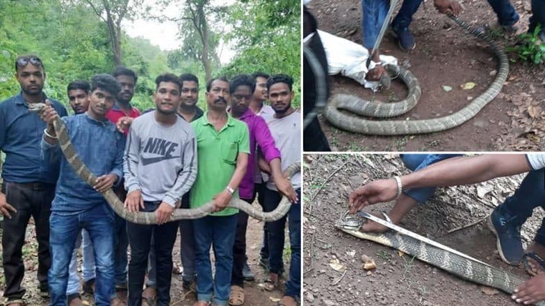 ओडिशा येथे सापडला 11 फूट लांब आणि 25 किलो वजनाचा विषारी साप; पहा फोटोज ओडिशा येथे सापडला 11 फूट लांब आणि 25 किलो वजनाचा विषारी साप; पहा फोटोज