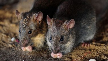 धनबाद: अतिदक्षता विभागात असलेल्या कॅन्सर रुग्णावर उंदरांचा हल्ला, हातपाय कुडतडले