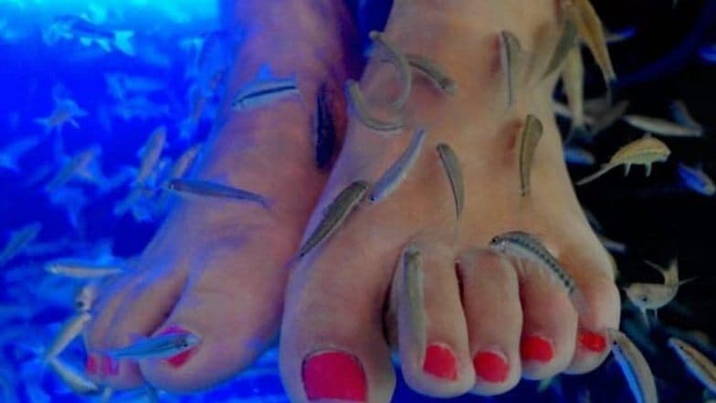 Fish Pedicure करणं पडलं महाग, महिलेला कापावी लागली पायाची बोटं, वाचा नेमकं काय घडलं? Fish Pedicure करणं पडलं महाग, महिलेला कापावी लागली पायाची बोटं, वाचा नेमकं काय घडलं?