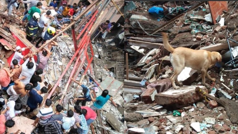 Dongri Building Collapse: केसरबाई इमारत दुर्घटनेत मृतांचा आकडा 14; श्वानपथकाच्या मदतीने शोधकार्य सुरू Dongri Building Collapse: केसरबाई इमारत दुर्घटनेत मृतांचा आकडा 14; श्वानपथकाच्या मदतीने शोधकार्य सुरू