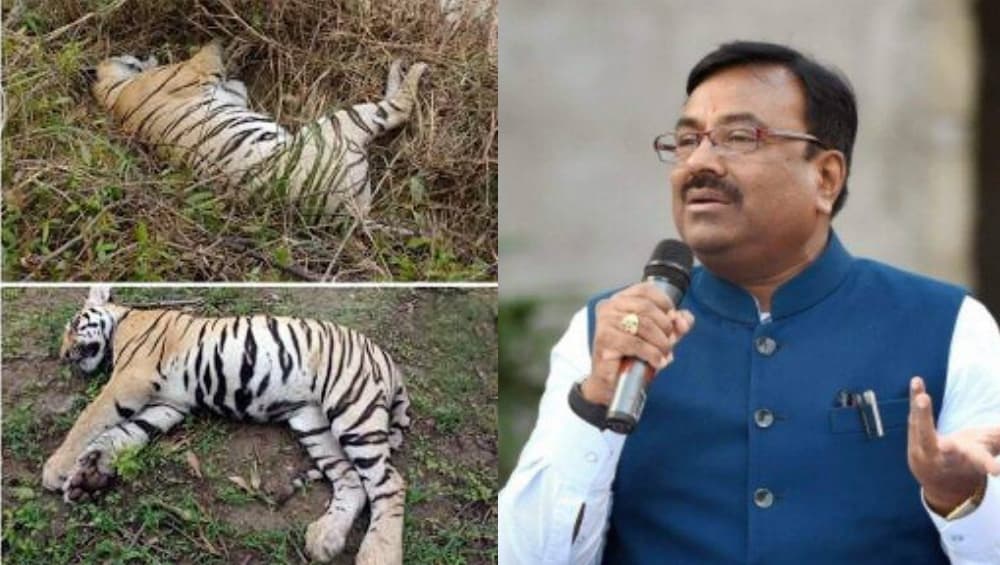 चंद्रपूर: चिमुर मधील जंगलात आढळेल्या वाघिण आणि बछड्यांच्या मृत्यूची सखोल चौकशी करण्याचे वनमंत्री सुधीर मुनगंटीवार यांचे आदेश चंद्रपूर: चिमुर मधील जंगलात आढळेल्या वाघिण आणि बछड्यांच्या मृत्यूची सखोल चौकशी करण्याचे वनमंत्री सुधीर मुनगंटीवार यांचे आदेश