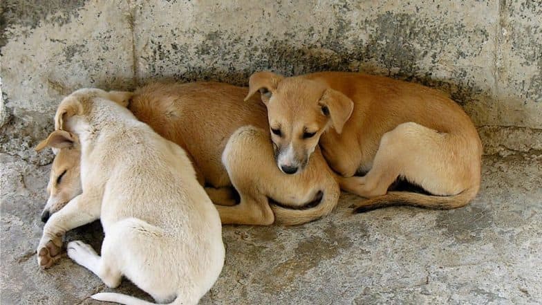 मुंबईत भटक्या कुत्र्यांचा काळाबाजार, रंग लावून विकले जात असल्याचा प्रकार उघडकीस मुंबईत भटक्या कुत्र्यांचा काळाबाजार, रंग लावून विकले जात असल्याचा प्रकार उघडकीस