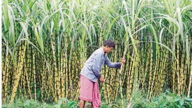 Sugarcane Arrears: महाराष्ट्रात शेतकर्‍यांकडे सुमारे 3,400 कोटी रुपयांची उसाची थकबाकी बाकी, साखर कारखानदारांचे कारवाईकडे दुर्लक्ष