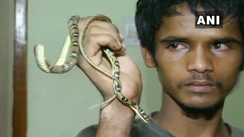 व्हिडिओ: उडणारा साप दाखवून 'तो' करायचा उदरनिर्वाह; भुवनेश्वर वन विभागाने केली कारवाई व्हिडिओ: उडणारा साप दाखवून 'तो' करायचा उदरनिर्वाह; भुवनेश्वर वन विभागाने केली कारवाई