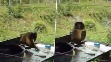 माकडाचा 'देसी स्टाइल' मधील कपडे धुण्याचा अंजाद नेटकऱ्यांना भावला, व्हिडिओ सोशल मीडियात व्हायरल (Watch Video)