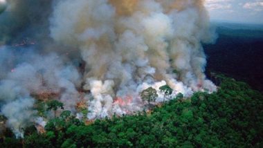 अ‍ॅमेझॉनच्या जंगलाला भीषण आग, बॉलिवूड कलाकारांनी #PrayForAmazons वापरत सोशल मीडियात व्यक्त केल्या भावना 