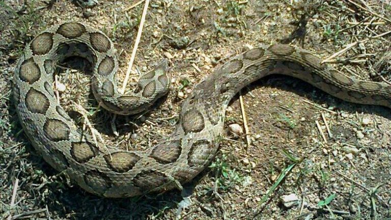 World Snake Day: जागतिक सर्पदिनी IFS Parveen Kaswan यांनी सापांच्या 'विषारी'पणा बद्दल शेअर केली महत्त्वाची माहिती