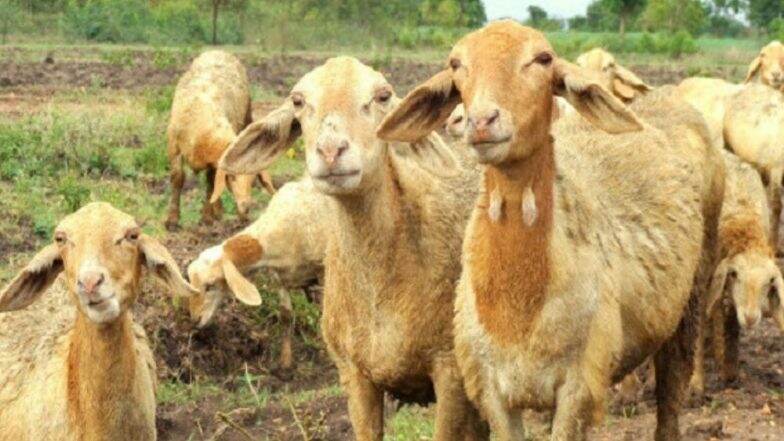 धक्कादायक! 71 मेंढ्यांच्या बदल्यात पतीने केला पत्नीचा सौदा; पंचायतीने दिला निर्णय धक्कादायक! 71 मेंढ्यांच्या बदल्यात पतीने केला पत्नीचा सौदा; पंचायतीने दिला निर्णय