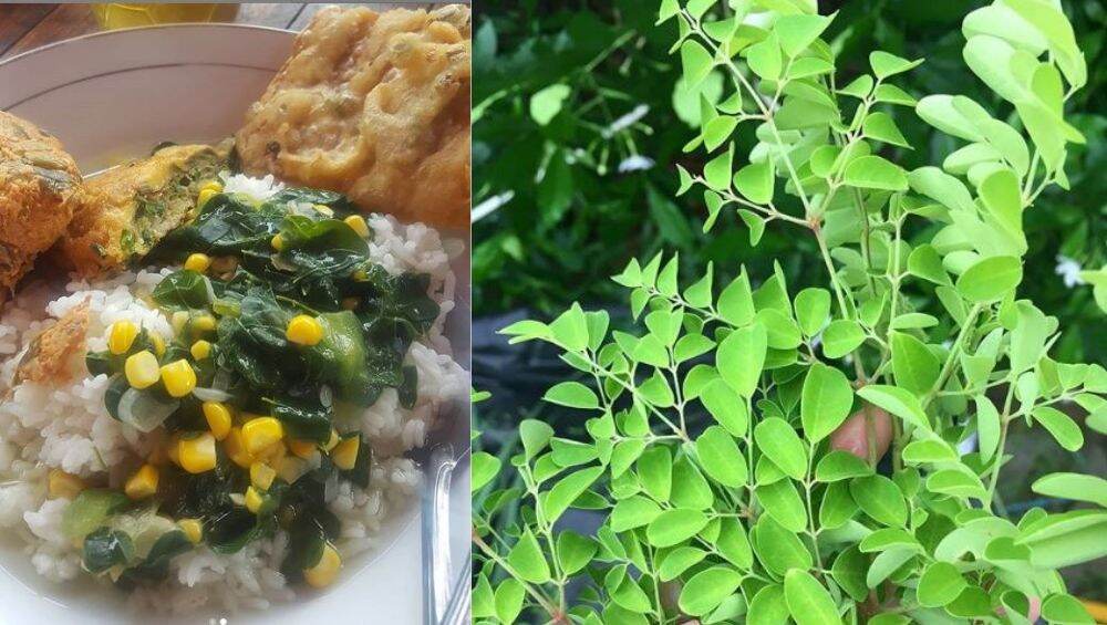 Krishna Janmashtami Fast Special: जन्माष्टमी उपवास दिवशी हमखास बनणारी शेवग्याची भाजी या 5 आरोग्यदायी फायद्यांसाठी नक्की चाखायला हवी Krishna Janmashtami Fast Special: जन्माष्टमी उपवास दिवशी हमखास बनणारी शेवग्याची भाजी या 5 आरोग्यदायी फायद्यांसाठी नक्की चाखायला हवी