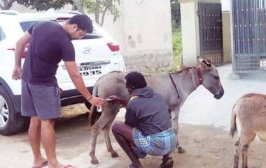 'गाढविणीच्या दुधाचे' आश्चर्यकारक फायदे; गायी, म्हैशीच्या दुधापेक्षाही मानले जाते पौष्टिक, लहान बाळांसाठी ठरू शकते वरदान