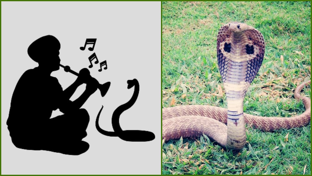 Nag Panchami 2019: नागपंचमी सणानिमित्त जाणून घ्या भारतात आढळणाऱ्या विषारी सापांच्या खास प्रजाती Nag Panchami 2019: नागपंचमी सणानिमित्त जाणून घ्या भारतात आढळणाऱ्या विषारी सापांच्या खास प्रजाती
