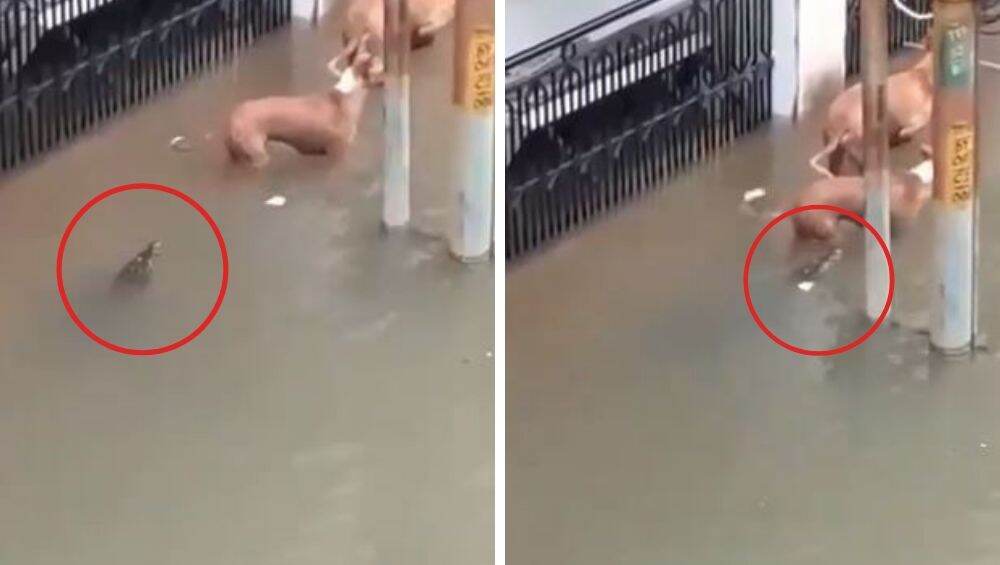 वडोदरा: मुसळधार पावसामुळे मगरींची लोकवस्तीत धाव, कुत्र्यावर केला हल्ला (Watch Video) वडोदरा: मुसळधार पावसामुळे मगरींची लोकवस्तीत धाव, कुत्र्यावर केला हल्ला (Watch Video)