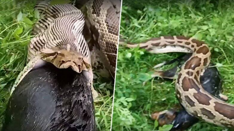 राजस्थान येथे 13 फूट लांब अजगराने कुत्र्याला गिळले, पहा व्हिडिओ राजस्थान येथे 13 फूट लांब अजगराने कुत्र्याला गिळले, पहा व्हिडिओ
