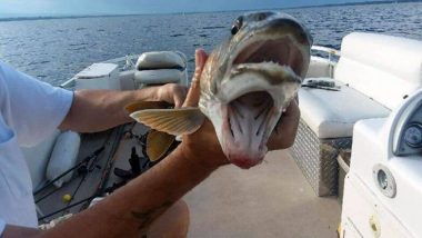 न्यूयॉर्कमधील एका महिलेने पकडला दोन तोंडांचा मासा, फोटो पाहून तुम्हीही व्हाल थक्क