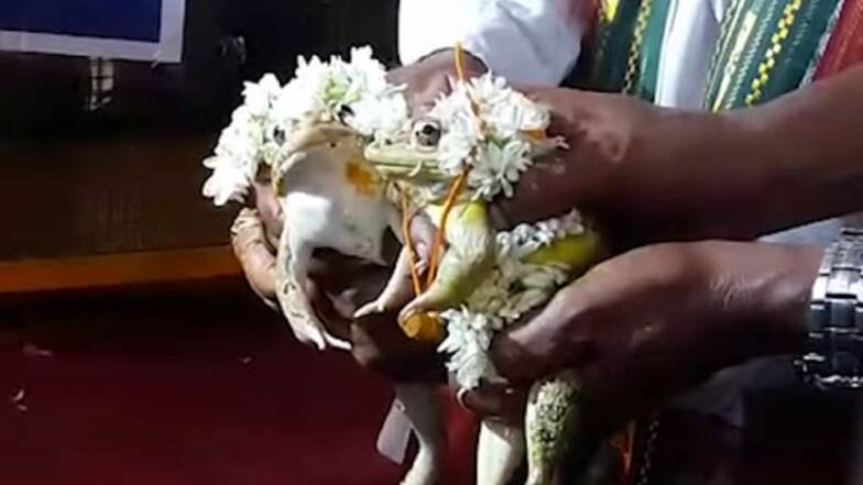 मध्य प्रदेश: पाऊस थांबविण्यासाठी बेडूक दाम्पत्याचा घटस्फोट; चंद्रावर पोहोचलेल्या विज्ञानवादी भारतातील धक्कादायक प्रकार मध्य प्रदेश: पाऊस थांबविण्यासाठी बेडूक दाम्पत्याचा घटस्फोट; चंद्रावर पोहोचलेल्या विज्ञानवादी भारतातील धक्कादायक प्रकार