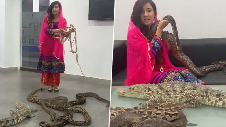 हातात अजगर, शेजारी मगर घेऊन भडकली पाकिस्तानी गायिका Rabi Pirzada; भारतीय आणि पीएम नरेंद्र मोदींना दिली साप हल्ल्याची धमकी (Video) हातात अजगर, शेजारी मगर घेऊन भडकली पाकिस्तानी गायिका Rabi Pirzada; भारतीय आणि पीएम नरेंद्र मोदींना दिली साप हल्ल्याची धमकी (Video)