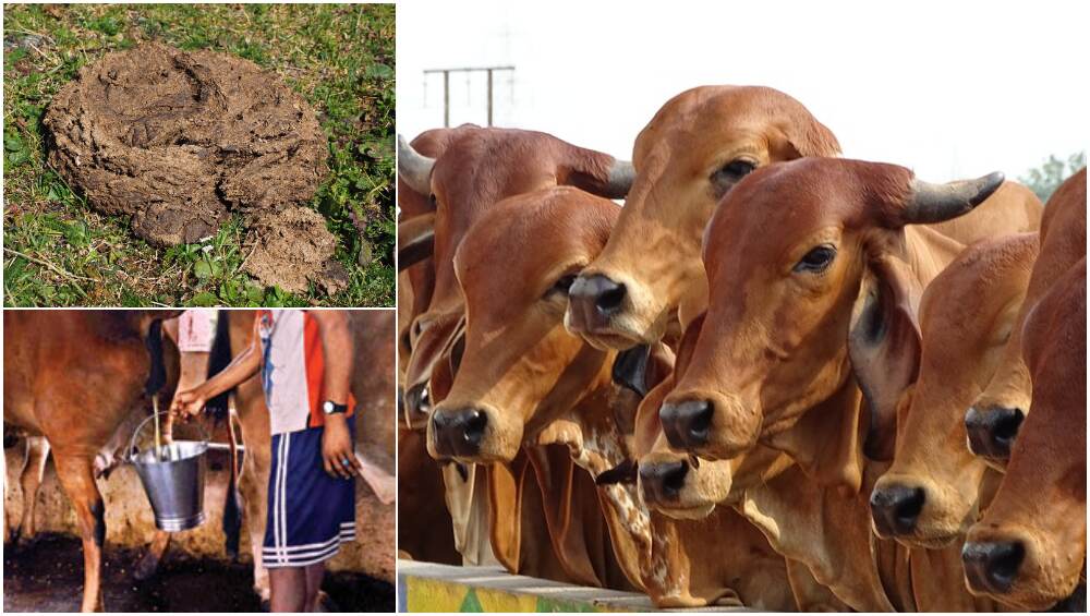 गोमूत्र, गायीचे शेण विक्रीस केंद्र सरकार देणार प्रोत्साहन, 60% निधी देऊन करु शकते स्टार्टअप गोमूत्र, गायीचे शेण विक्रीस केंद्र सरकार देणार प्रोत्साहन, 60% निधी देऊन करु शकते स्टार्टअप