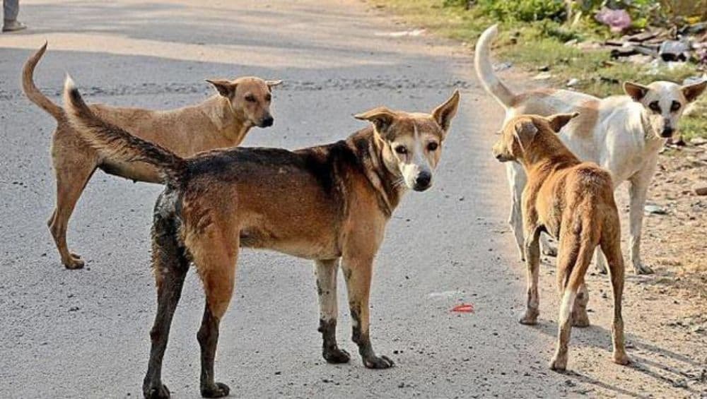 टिटवाळा: एका दिवसात भटक्या कुत्र्याकडून 20 जणांना चावा टिटवाळा: एका दिवसात भटक्या कुत्र्याकडून 20 जणांना चावा