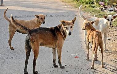 Terror of Dogs in Mumbra: मुंब्रामध्ये कुत्र्यांची दहशत; एकाच दिवसात घेतला 35 जणांचा चावा (Watch Video)