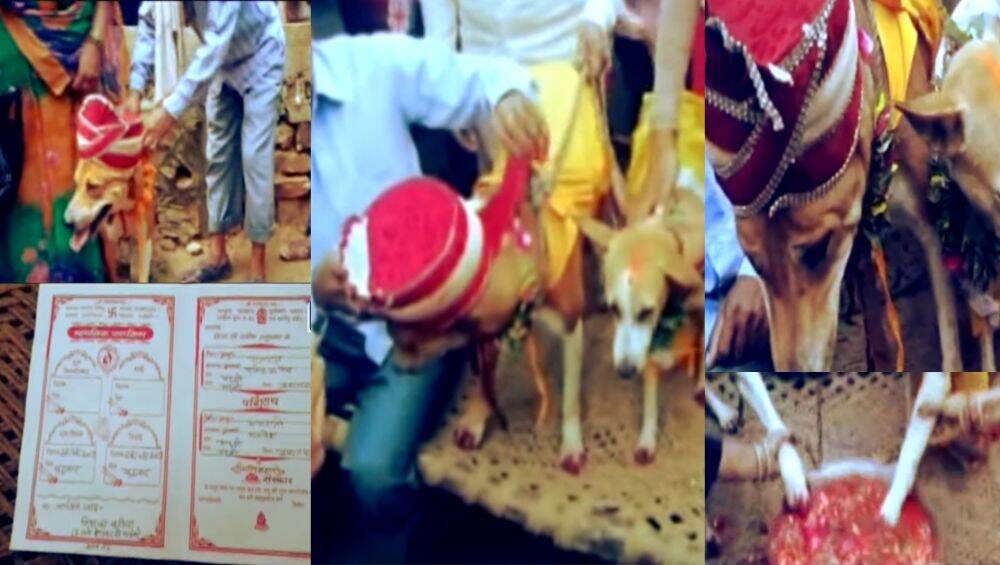 अंधश्रद्धेचा कळस: कुंडली दोष नाहीसे होण्यासाठी लावले कुत्रा-कुत्रीचे लग्न, 500 लोक, निमंत्रण पत्रिका, DJ, मेजवानी, वरात असा होता थाट अंधश्रद्धेचा कळस: कुंडली दोष नाहीसे होण्यासाठी लावले कुत्रा-कुत्रीचे लग्न, 500 लोक, निमंत्रण पत्रिका, DJ, मेजवानी, वरात असा होता थाट