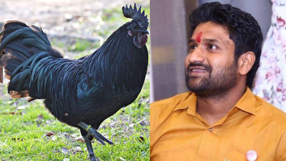 कडकनाथ कोंबडी घोटाळा: पाटण येथे गुन्हे दाखल; राज्यमंत्री सदाभाऊ खोतांचा मुलगा संशयित नाही, पोलिसांचा यू टर्न कडकनाथ कोंबडी घोटाळा: पाटण येथे गुन्हे दाखल; राज्यमंत्री सदाभाऊ खोतांचा मुलगा संशयित नाही, पोलिसांचा यू टर्न