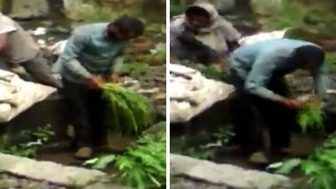 अंबरनाथ: गटाराच्या पाण्याने भाज्या धुतल्या जात असल्याचा व्हिडिओ सोशल मीडियात व्हायरल