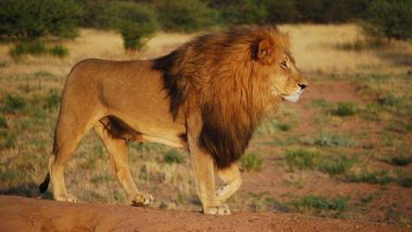 Lion Transmits Covid-19 to Human: पहिल्यांदाच प्राणीसंग्रहालयातील सिंहाकडून मानवाला कोरोनाची लागण, जाणून घ्या सविस्तर