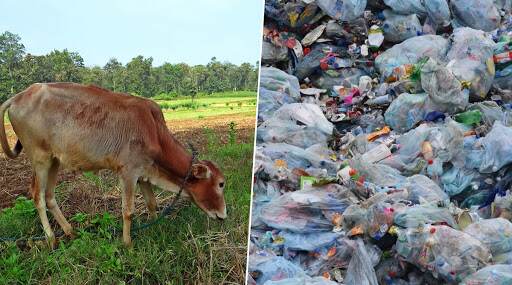 धक्कादायक! तामिळनाडूमध्ये शस्त्रक्रिया करून गायीच्या पोटातून काढले 52 किलो प्लास्टिक धक्कादायक! तामिळनाडूमध्ये शस्त्रक्रिया करून गायीच्या पोटातून काढले 52 किलो प्लास्टिक