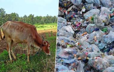 धक्कादायक! तामिळनाडूमध्ये शस्त्रक्रिया करून गायीच्या पोटातून काढले 52 किलो प्लास्टिक