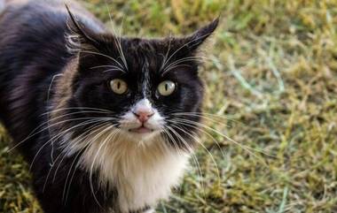 Cat Temple In Karnataka: मांजर प्राणी नाही देव? थेट मांजरींचं मंदिर उभारत हजारो वर्षांपासून केली जाते पूजा