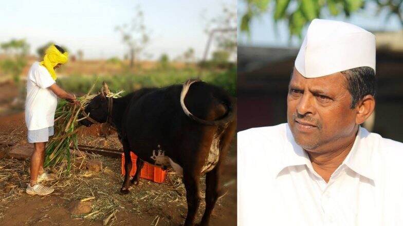 राष्ट्रवादीचे नरहरी झिरवळ हे आमदार असूनही आजही करतात शेती; पाहा त्यांचा वायरल झालेला हा फोटो राष्ट्रवादीचे नरहरी झिरवळ हे आमदार असूनही आजही करतात शेती; पाहा त्यांचा वायरल झालेला हा फोटो