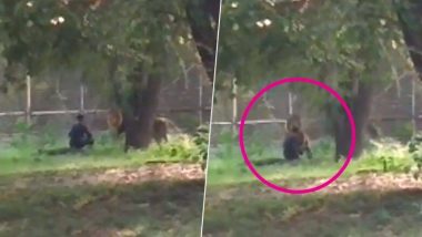 दिल्ली: कुंपण ओलांडून सिंहाच्या पिंजऱ्यात तरुणाने घेतली उडी; त्यानंतर जे घडले... (Video)
