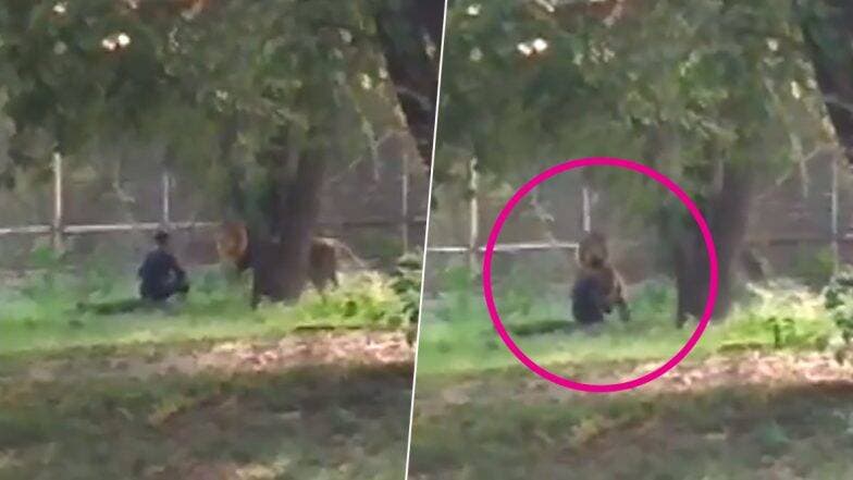 दिल्ली: कुंपण ओलांडून सिंहाच्या पिंजऱ्यात तरुणाने घेतली उडी; त्यानंतर जे घडले... (Video) दिल्ली: कुंपण ओलांडून सिंहाच्या पिंजऱ्यात तरुणाने घेतली उडी; त्यानंतर जे घडले... (Video)