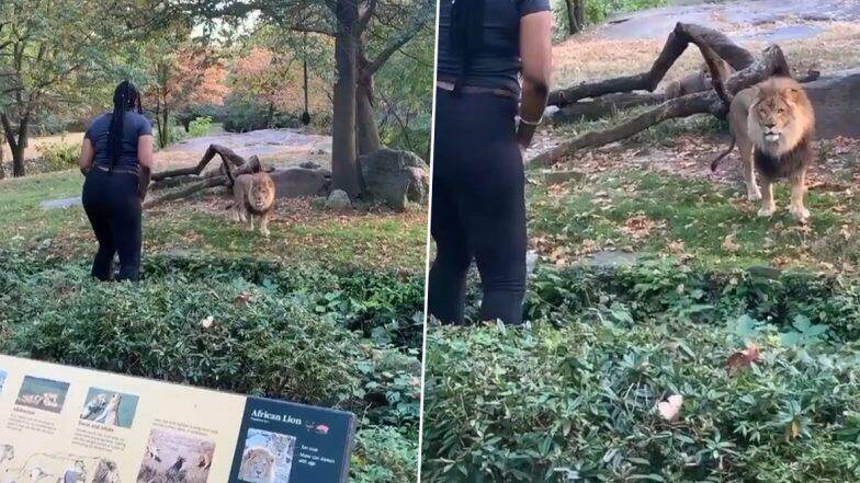 #Video: Bronx Zoo मध्ये भिंत ओलांडून सिंहा समोर महिलेचा डान्स पोलिसांनी काढले अटक वॉरंट, वाचा सविस्तर #Video: Bronx Zoo मध्ये भिंत ओलांडून सिंहा समोर महिलेचा डान्स पोलिसांनी काढले अटक वॉरंट, वाचा सविस्तर