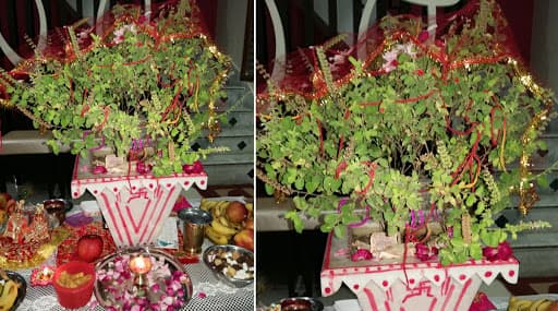 Tulsi Vivah 2019: यंदा तुळशी विवाह 'कधी' आहे आणि 'का' साजरा करतात? जाणून घ्या काय आहे यामागची अख्यायिका Tulsi Vivah 2019: यंदा तुळशी विवाह 'कधी' आहे आणि 'का' साजरा करतात? जाणून घ्या काय आहे यामागची अख्यायिका