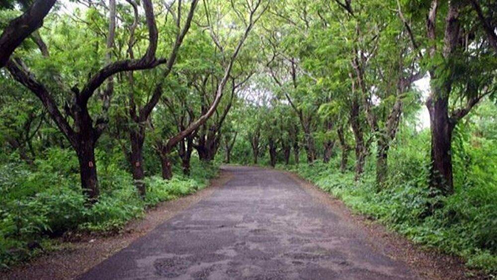 गुजरात ते दिल्लीपर्यंत उभारली जाणार 5 किमी रुंद 'ग्रीन वॉल ऑफ इंडिया'; Global Warming चा सामना करण्यासाठी केंद्र सरकारची योजना गुजरात ते दिल्लीपर्यंत उभारली जाणार 5 किमी रुंद 'ग्रीन वॉल ऑफ इंडिया'; Global Warming चा सामना करण्यासाठी केंद्र सरकारची योजना