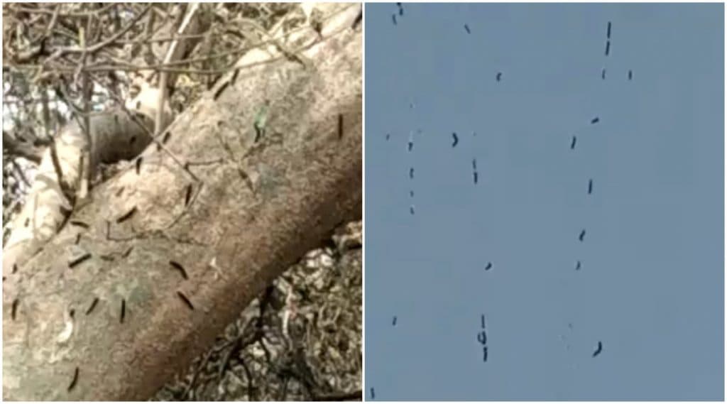 Watch Video: नवी मुंबईत किड्यांचा सुळसुळाट, शरीराला खाज येत असल्याच्या नागरिकांनी केल्या तक्रारी Watch Video: नवी मुंबईत किड्यांचा सुळसुळाट, शरीराला खाज येत असल्याच्या नागरिकांनी केल्या तक्रारी