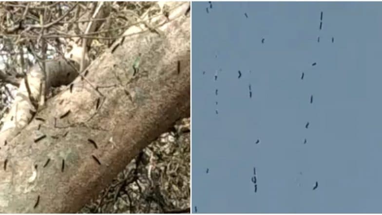 Watch Video: नवी मुंबईत किड्यांचा सुळसुळाट, शरीराला खाज येत असल्याच्या नागरिकांनी केल्या तक्रारी Watch Video: नवी मुंबईत किड्यांचा सुळसुळाट, शरीराला खाज येत असल्याच्या नागरिकांनी केल्या तक्रारी