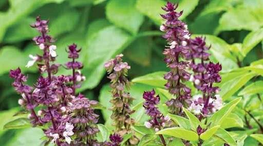 Tulsi Vivah 2019: तुळशीचे 'हे' आरोग्यदायी फायदे तुम्हाला माहिती आहेत का? Tulsi Vivah 2019: तुळशीचे 'हे' आरोग्यदायी फायदे तुम्हाला माहिती आहेत का?