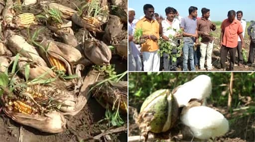 औरंगाबाद: शेतकऱ्यांच्या अडचणीत भर; अवकाळी पावसामुळे मक्याचे मोठे नुकसान औरंगाबाद: शेतकऱ्यांच्या अडचणीत भर; अवकाळी पावसामुळे मक्याचे मोठे नुकसान