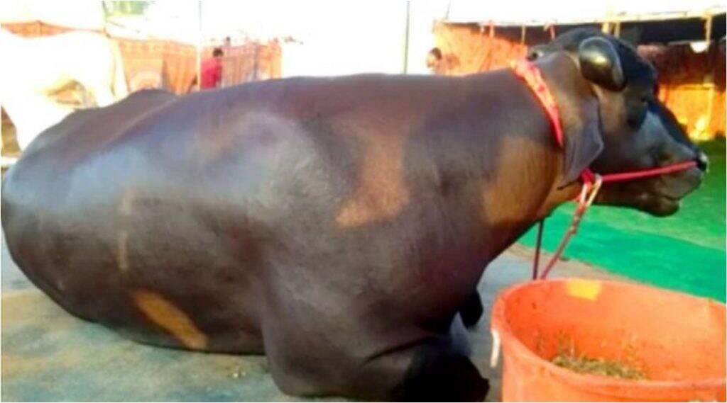 अबब! 15 कोटी रुपयांहूनही महाग आहे हा रेडा; 6 फूट उंच तर, 14 फूट लांब, वजन फक्त 1300 किलो अबब! 15 कोटी रुपयांहूनही महाग आहे हा रेडा; 6 फूट उंच तर, 14 फूट लांब, वजन फक्त 1300 किलो