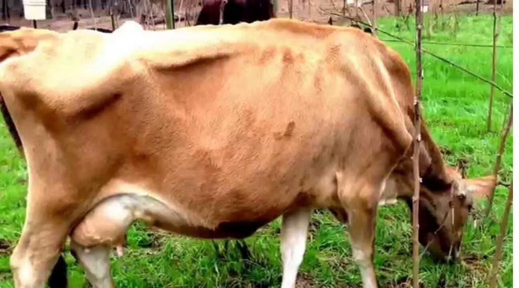 डहाणू: माटगाव येथे 25 गाईंचा संशयास्पद मृत्यू, पोलीस तपास सुरु डहाणू: माटगाव येथे 25 गाईंचा संशयास्पद मृत्यू, पोलीस तपास सुरु