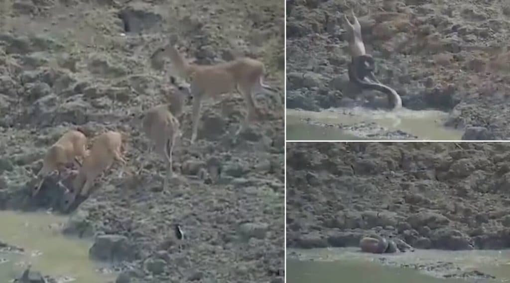 महाराष्ट्र: डबक्यातील पाणी पिण्यासाठी आलेल्या हरणावर अजगराचा हल्ला (Watch Video) महाराष्ट्र: डबक्यातील पाणी पिण्यासाठी आलेल्या हरणावर अजगराचा हल्ला (Watch Video)
