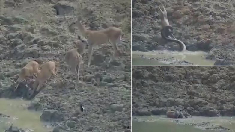 महाराष्ट्र: डबक्यातील पाणी पिण्यासाठी आलेल्या हरणावर अजगराचा हल्ला (Watch Video)
