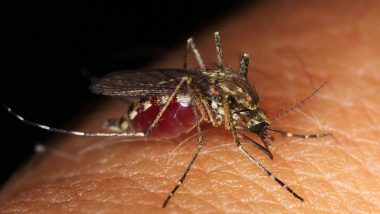 मच्छर, डास चावल्याने कोरोना व्हायरस पसरतो का? जागतिक आरोग्य संघटनेने दिले 'हे' सोप्पे उत्तर