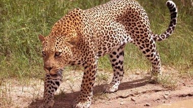 Leopard Attack: बीड जिल्ह्यात बिबट्याच्या हल्ल्यात 10 वर्षीय मुलाचा मृत्यू; नागरिकांमध्ये दहशत